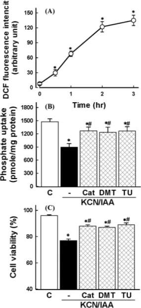Fig. 2. (A) Time course of reactive oxygen species (ROS) generation in primary cultured renal proximal tubular cells during exposure to ATP depletion