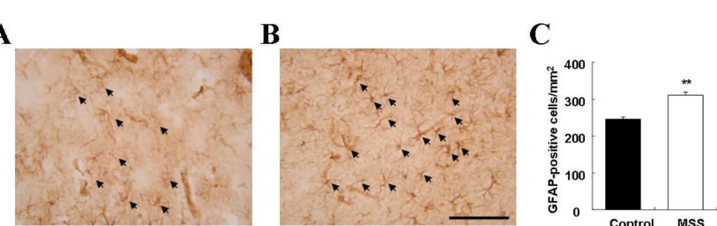 Fig. 4. Representative photomicrographs of GFAP immunoreactivity in the prefrontal cortex of control (A) and MSS (B) rats