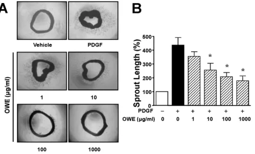 Fig. 5.  Ex vivo analysis of olibanum  extract on sprout formation of aortic  rings in response to PDGF-BB