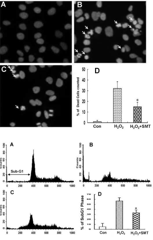 Fig. 2. Photographs of DAPI staining  showing changes in DNA morphology of SK-N-MC cells