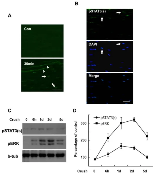 Fig. 1. Serine phosphorylation of  STAT3 in the sciatic nerve following crush injury. (A, B) Frozen sections from control and injured sciatic nerves were immunostained with an  anti-body against serine phosphorylated  STAT3 (pSTAT3(s))