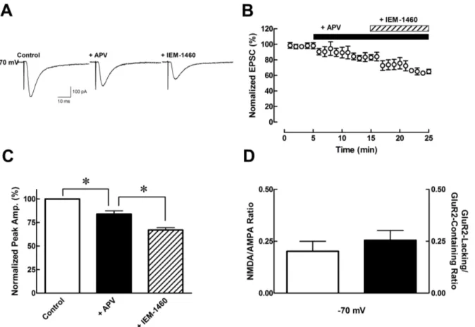 Fig. 1. Pharmacological isolation of AMPA receptors. (A) Sample traces of EPSCs with continuously added specific antagonist such as  APV (NMDA receptor antagonist, 50 μM), and IEM-1460 (GluR2-lacking AMPA receptor blocker, 100 μM), respectively