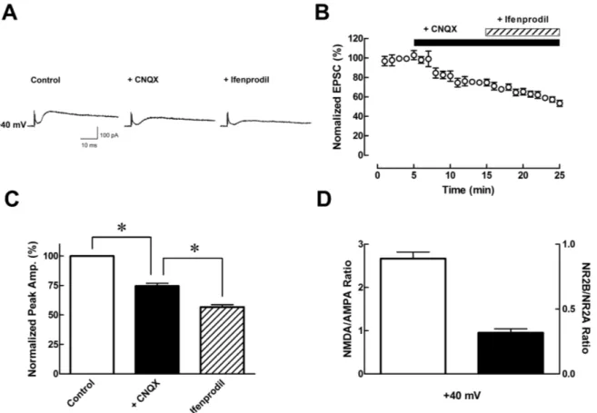Fig. 2.  Pharmacological  isolation  of  NMDA  receptors.  (A)  Sample  traces  of  EPSCs  with  continuously  added  specific  antagonist  such  as  CNQX (AMPA receptor antagonist, 10 μM), and ifenprodil (NMDA receptor subunit NR2B blocker, 3 μM), respect