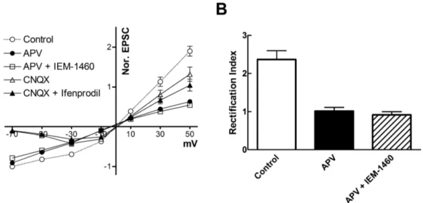 Fig. 3. Rectification pattern of synaptic responses in rat striatum. Current/voltage curve and bar graph shows the rectification pattern  and the rectification index