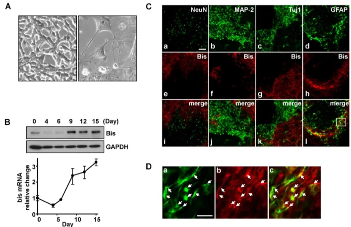 Fig. 1. Expression of Bis in GFAP-positive glia cells during RA-induced differentiation in P19 cells