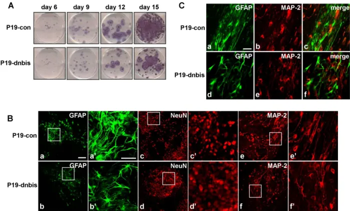 Fig. 3. The impairment of glial differentiation and neuronal distribution in Bis-knock down P19 cells after RA-induced differentiation