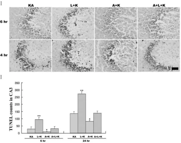 Fig. 2. Representative (I) and quantitative (II) neuronal death measured with Terminal deoxytransferase-mediated dUTP-nick end labeling (TUNEL)  assay