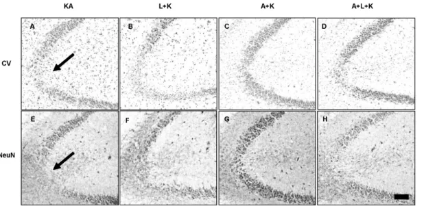 Fig. 3. Aminoguanidine produces persistent neuronal survival against KA and L-NAME injury
