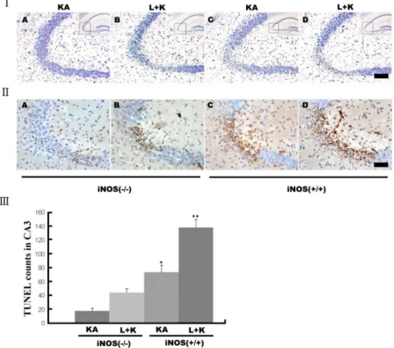 Fig. 5. Decreased neuronal death after KA in iNOS knockout (iNOS −/− ) mice. Neuronal death was measured with cresy violet (I) and  TUNEL staining (II&amp;III)