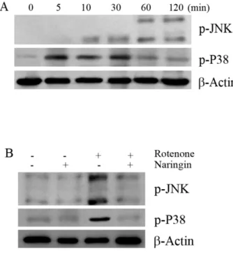 Fig. 3. The effect of rotenone on the phosphorylation of JNK and  P38 in SH-SY5Y cells