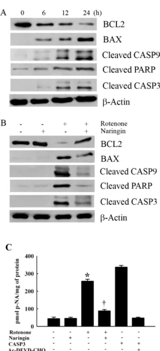 Fig. 4. The effect of rotenone on the expression of apoptotic proteins  BCL2, BAX, CASP9, PARP, and cleaved CASP3 in SH-SY5Y cells