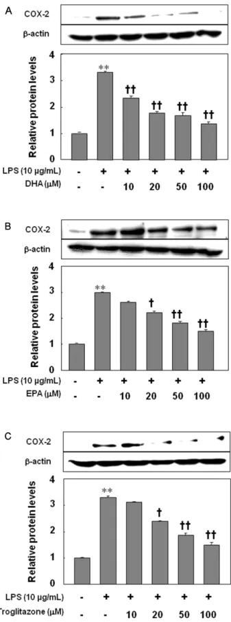 Fig. 3. Inhibitory effect of DHA (A), EPA (B), or troglitazone (C)  on the expression of COX-2