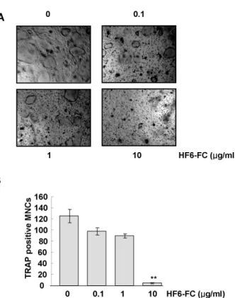 Fig. 3. Effect of HF6-FC on RANKL-induced osteoclastogenesis in  bone marrow-derived macrophages (BMM)