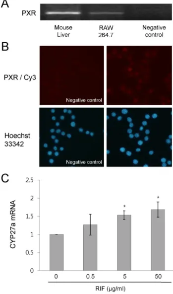 Fig. 4. Rifampicin activates PXR in RAW 264.7 cells. (A) PXR mRNA expression was determined by RT-PCR