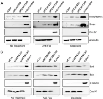 Fig. 3. RCAN1.4 knockdown upregu- upregu-lates Bax and p53 expression. (A)  Forty-eight hours after transfection  with the indicated siRNAs, cells were treated with activating anti-Fas  an-tibody for 6 h or etoposide for 16 h