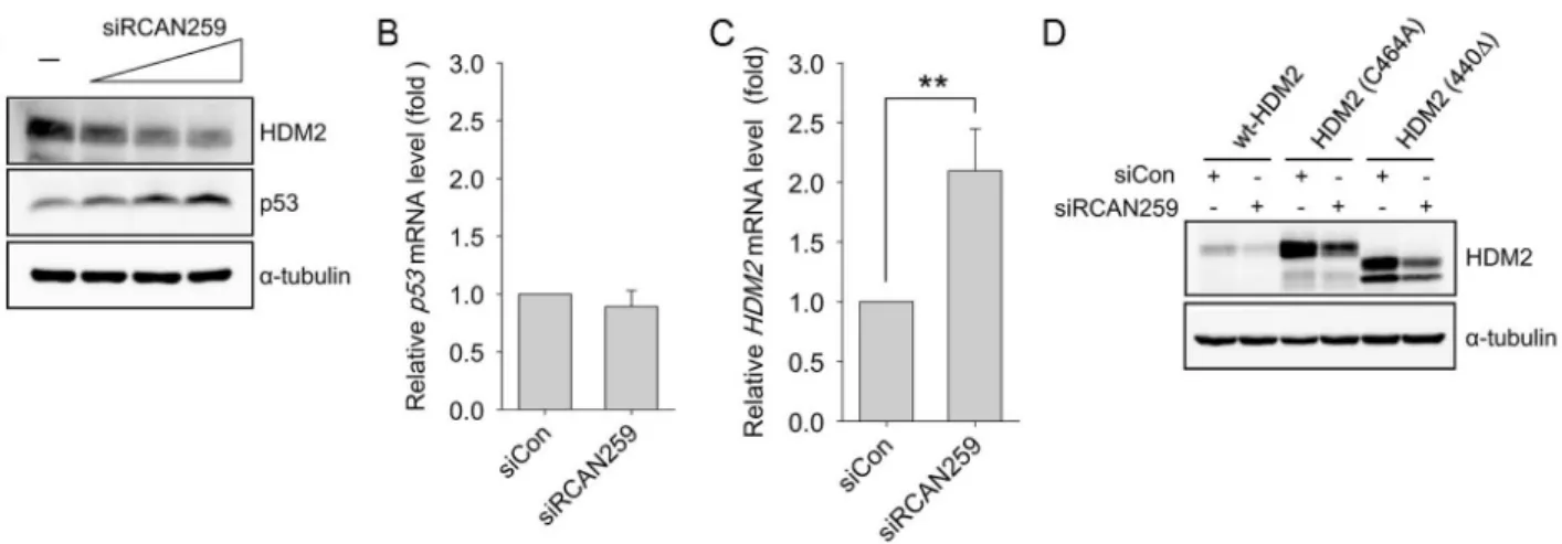 Fig. 4. RCAN1.4 knockdown increases p53 expression while decreasing HDM2 expression. (A) Forty-eight hours after transfection with  three doses of siRCAN 259  (5, 20, or 40 pmol/well in a 6-well plate), whole lysates from the cells were subjected to immuno