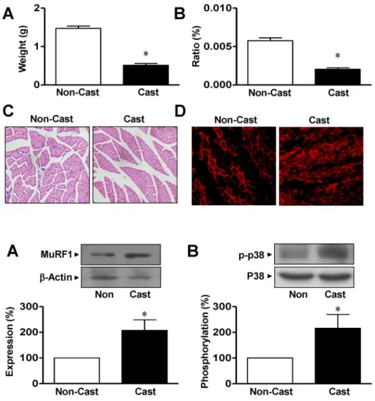 Fig. 1. Morphological characterization of gastrocnemius muscle from cast-  immobilized rat hindlimb