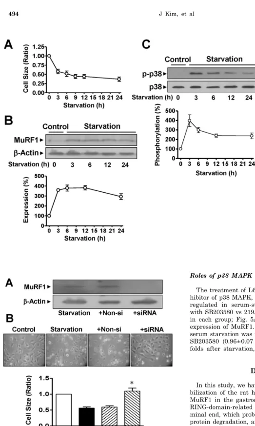 Fig. 3. Changes in the characteristics of rat L6 skeletal myoblasts starved  in serum-free medium