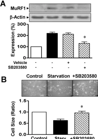 Fig. 5. Effects of p38 MAPK on MuRF1 expression and cell size  in serum-starved L6 myoblasts