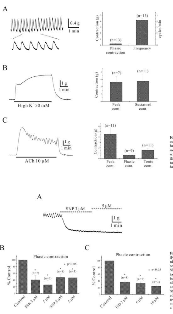 Fig. 1. Characterization of gastric  corporal circular muscle motility in  human. (A) Human gastric smooth  muscle shows regular contraction  with 0.3 g and 4.2 cycles/min (n=13)