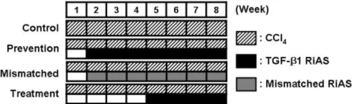 Fig. 1. Experimental schedule. For 8 weeks of experiment, 1 ml/kg (body weight) of CCl 4  was intraperitoneally administered twice per week