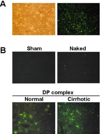 Fig. 2. (A) Schematic representation of ribbon-type antisense to  TGF-β1 (TGF-β1  RiAS)
