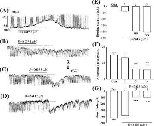 Fig. 1. The effects of TXA 2  on pacemaker potentials and pacemaker currents recorded in cultured ICC from mouse small intestine (A)  Pacemaker potentials of ICC which were exposed to TXA 2  (5μM) in the current-clamping mode (I=0)