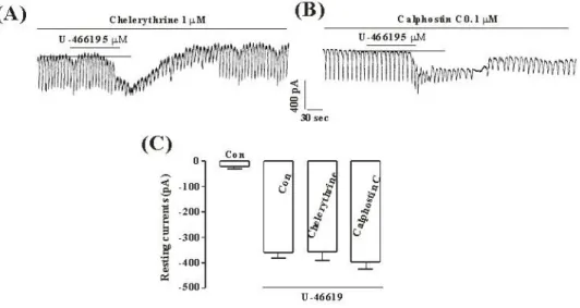 Fig. 4. The effects of chelerythrine or calphostin C on the TXA 2 -induced response on pacemaker currents in cultured ICC from mouse  small intestine (A), (B) Pacemaker currents of ICC exposed to TXA 2  (10μM) in the presence of chelerythrine (1μM) or calp