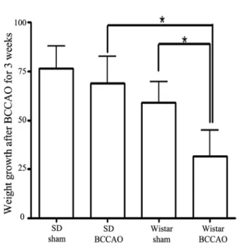 Fig. 1. The difference in weight gain between Wistar and  Sprague-Dawley (SD) rats after bilateral common carotid artery  occlusion (BCCAO)
