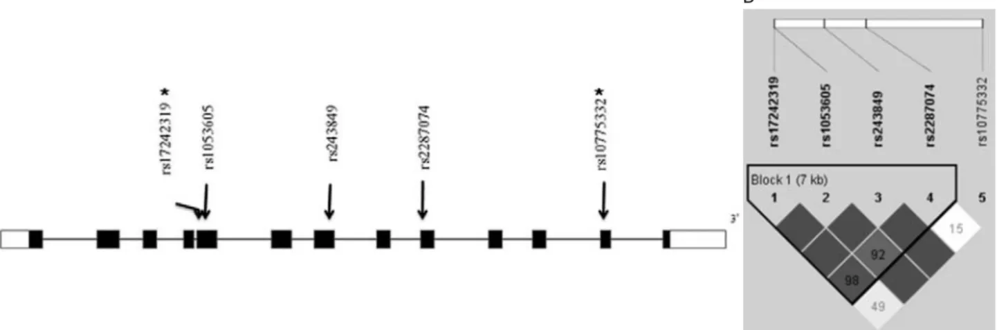 Fig. 1. Gene map and linkage disequilibrium (LD) in matrix metallopeptidase 2 (MMP2) gene