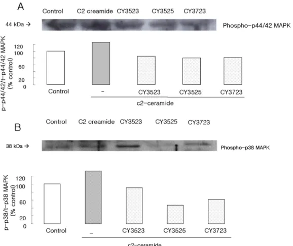 Fig. 6. The effects on the  analogues of MAPK  acti-vation. (A) Phosphorylated p44/42 MAPK was  de-tected with anti-phospho  p44/42 MAPK antibody