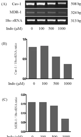 Fig. 5. Effects of indomethacin treatment on the expression of CAV1 and MDR1 mRNAs in SK-Hep1 cells