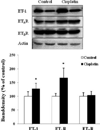 Fig. 1. Relative expression of ET-1, ET A R, and ET B R genes in the kidney of the control and cisplatin-treated mice