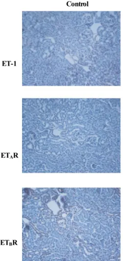 Fig. 4. Immunostaining for ET-1, ET A R,  and ET B R in the renal cortex of control and cisplatin-treated mice