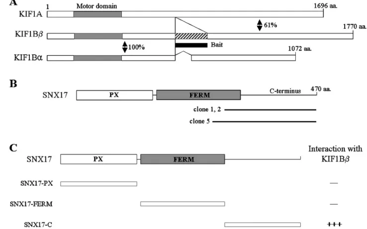 Fig. 1. Identification of the proteins interacting with KIF1Bβ by yeast two-hybrid screening