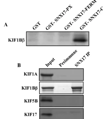 Fig. 2. Interaction between KIFs and SNX17. The C-terminal  regions of each KIF protein were fused to the pLexA DNA binding domain