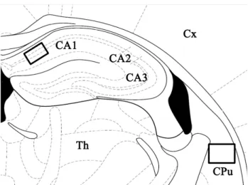 Fig. 1. Schematic presentation of the mouse hippocampus and  caudate-putamen. Each rectangle indicates the position of two  brain structures that were examined in the present study