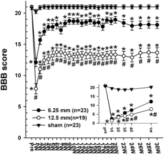 Fig. 3. Time course of the CBS score (max.=90) following the spinal cord injury in the three groups