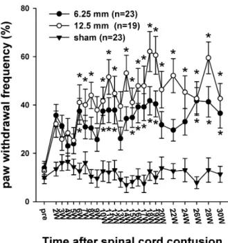 Fig. 6. Time course of cold sensitivity. The frequencies of the foot  withdrawals to cold stimuli caused by the application of acetone to the hindpaw are depicted