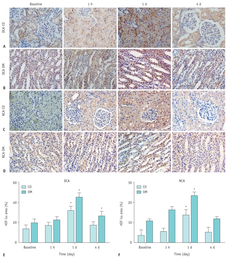 Fig. 7. Time course of HIF-1α expression after iohexol injection in each group.