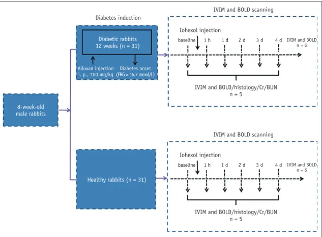 Fig. 1. Experimental flow chart.  BOLD = blood oxygen level-dependent, BUN = blood urea nitrogen, Cr = serum creatinine, d = day, FBG = fasting  blood glucose, h = hour, IVIM = intravoxel incoherent motion