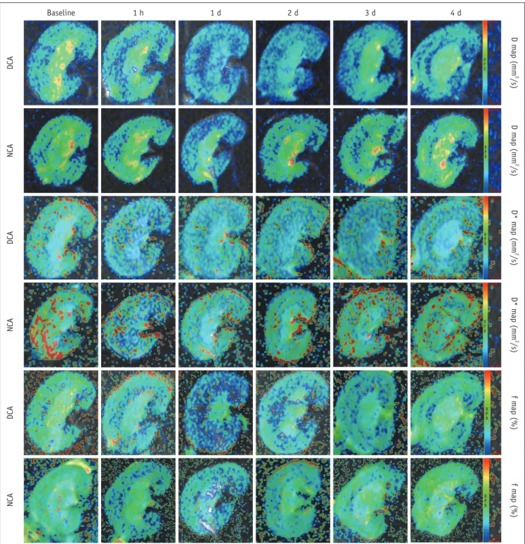 Fig. 3. Representative IVIM images of two groups at corresponding time points.  Maps were produced with same window and level  settings