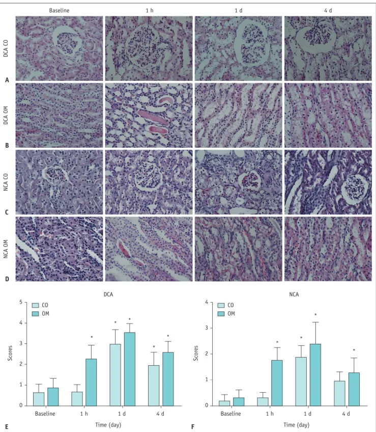 Fig. 5. Representative micrographs of hematoxylin and eosin staining of kidney in two groups.