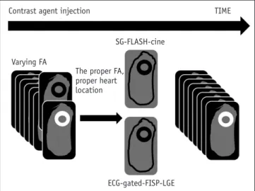 Fig. 1. Schematic summary of MRI protocol.  Series of SG images  were obtained after gadolinium injection, each with various FA