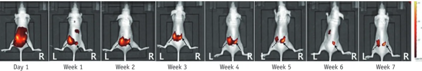 Fig. 4. In vivo fluorescence images of mouse 3.  Left paraspinal muscle, pure DiR solution; right paraspinal muscle, DiR-loaded PLGA  nanoparticles
