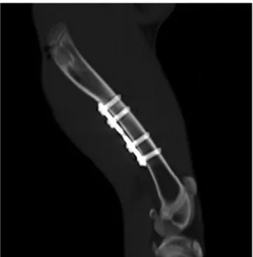 Fig. 2. Schema of CT performance and image evaluation in  animal experiments.  O-MAR = orthopedic metal artifact reduction  algorithm