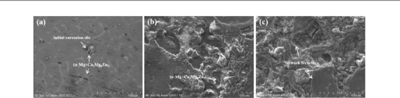 Fig. 9.  SEM images showing initial corrosion site in (a) Alloy II(Mg-3Zn-0.5Ca-0.3Sr) after 1 hr immersion, and propagated corrosion in (b) Alloy II(Mg-3Zn-0.5Ca-0.3Sr) and (c) Alloy IV(Mg-3Zn-0.5Ca-0.9Sr) after 120 hr immersion in Hank’s solution.