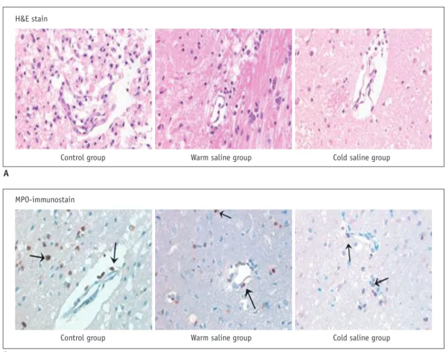 Fig. 3. Immunohistochemical staining of mouse brain. 