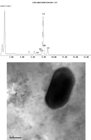 Fig. 7.  TEM micrograph and EDS analysis of Beryllide precipitates in Cu-Be alloy.