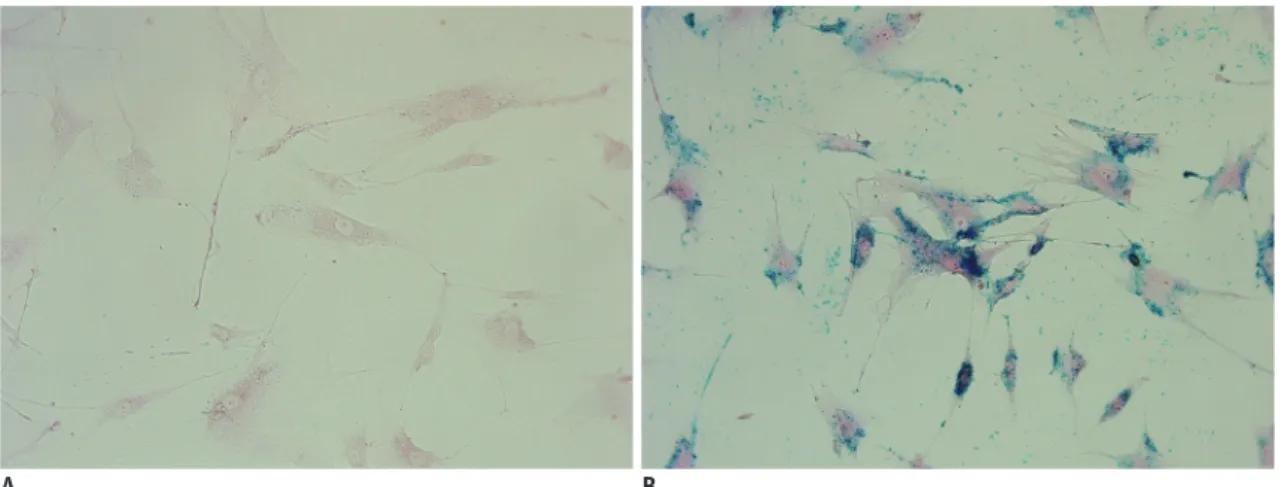 Fig. 2. Confirmation of labeling stem cells with superparamagnetic iron oxide (SPIO) nanoparticles.